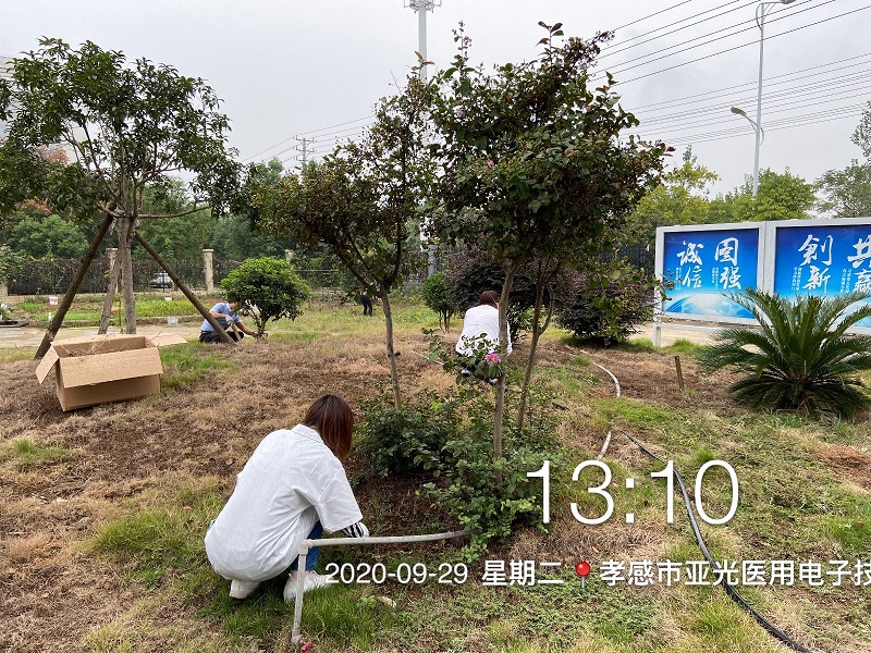 公司組織全體員工開展除草活動